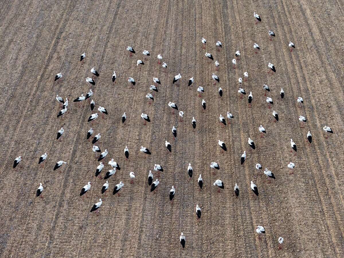 Konya semaları şenlendi! Baharın habercileri bu bölgede görsel şölen sunuyor 7